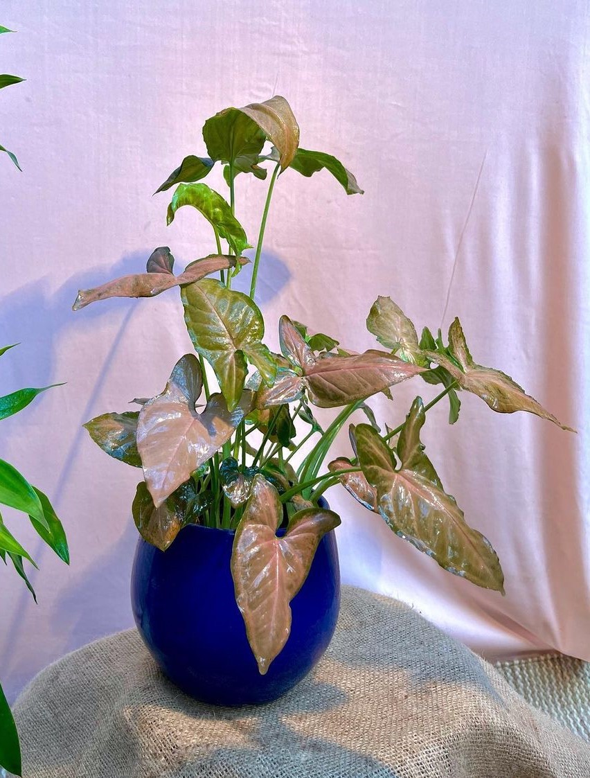 Top 5 FAQ And Answers For Easy To Care Houseplants