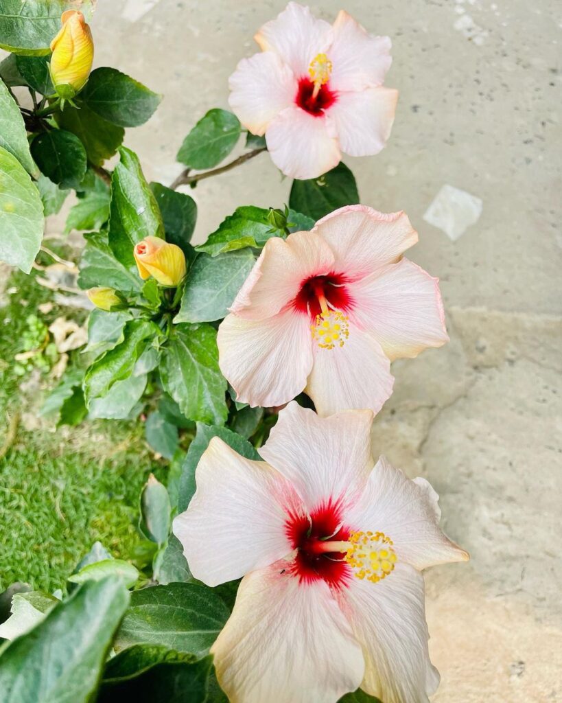 How To Grow And Care For Hibiscus
