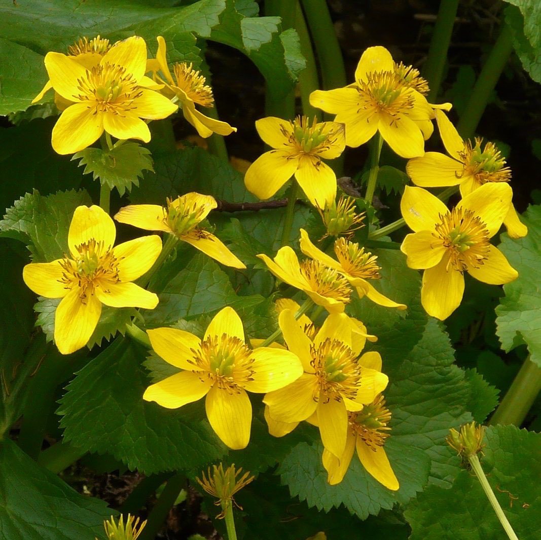 How To Grow And Care For Caltha