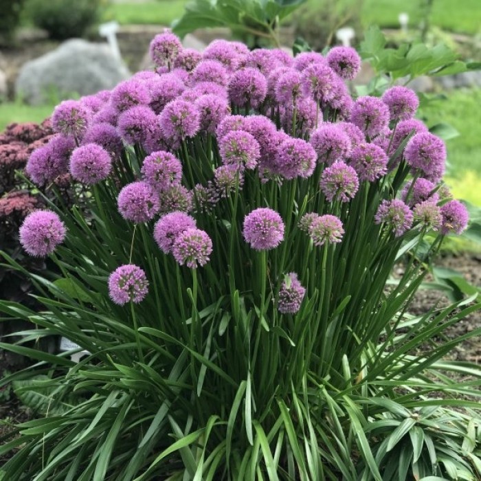 How To Grow And Care For Allium