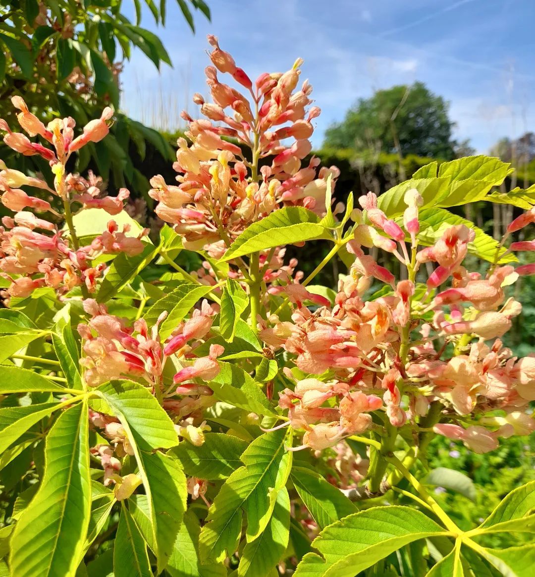 How To Grow And Care For Aesculus