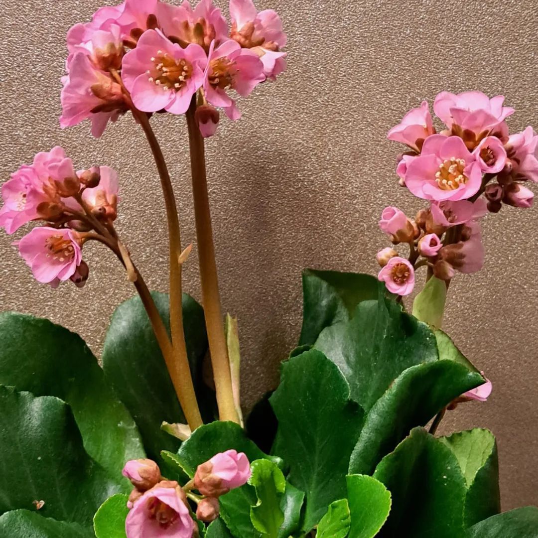 How To Grow And Care For Bergenia