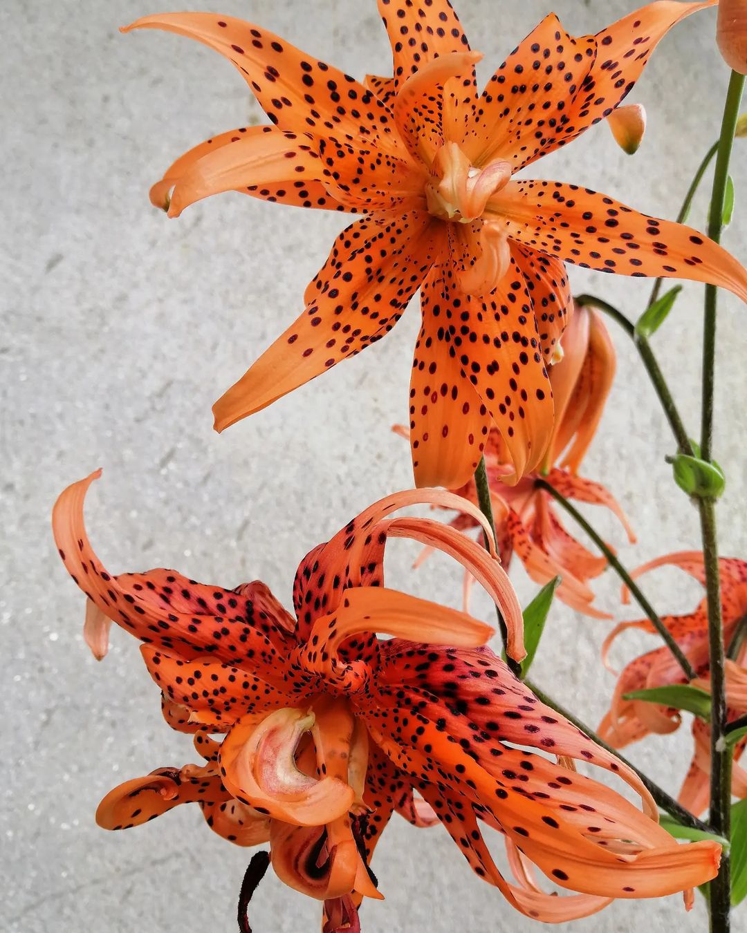 How To Grow And Care For Lilium