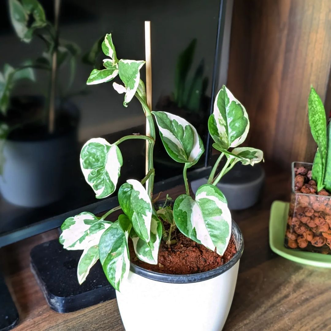 Top 10 Interesting Facts About Easy To Care Houseplants