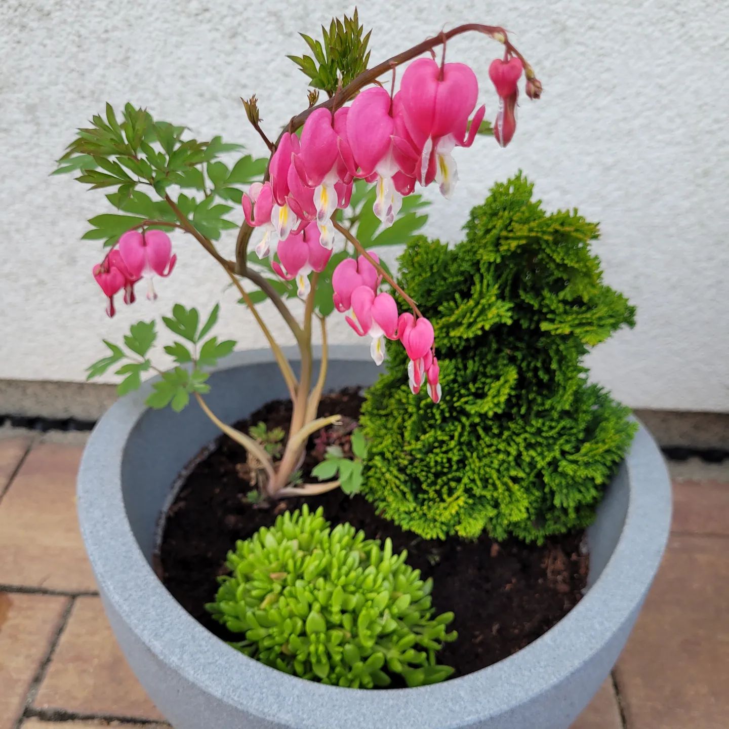 How To Grow And Care For Dicentra