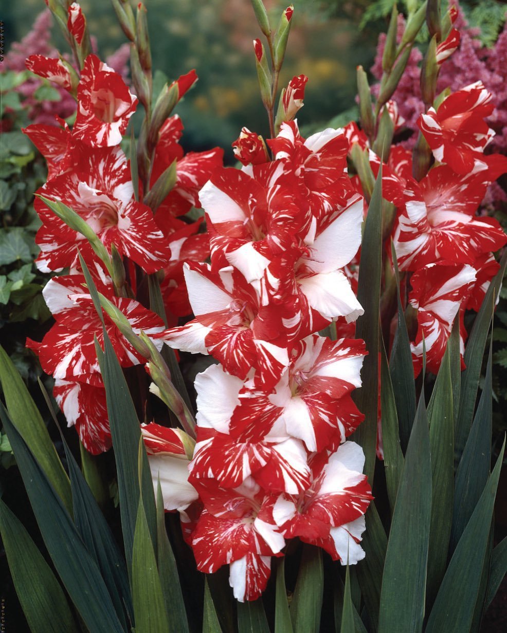 How To Grow And Care For Gladiolus