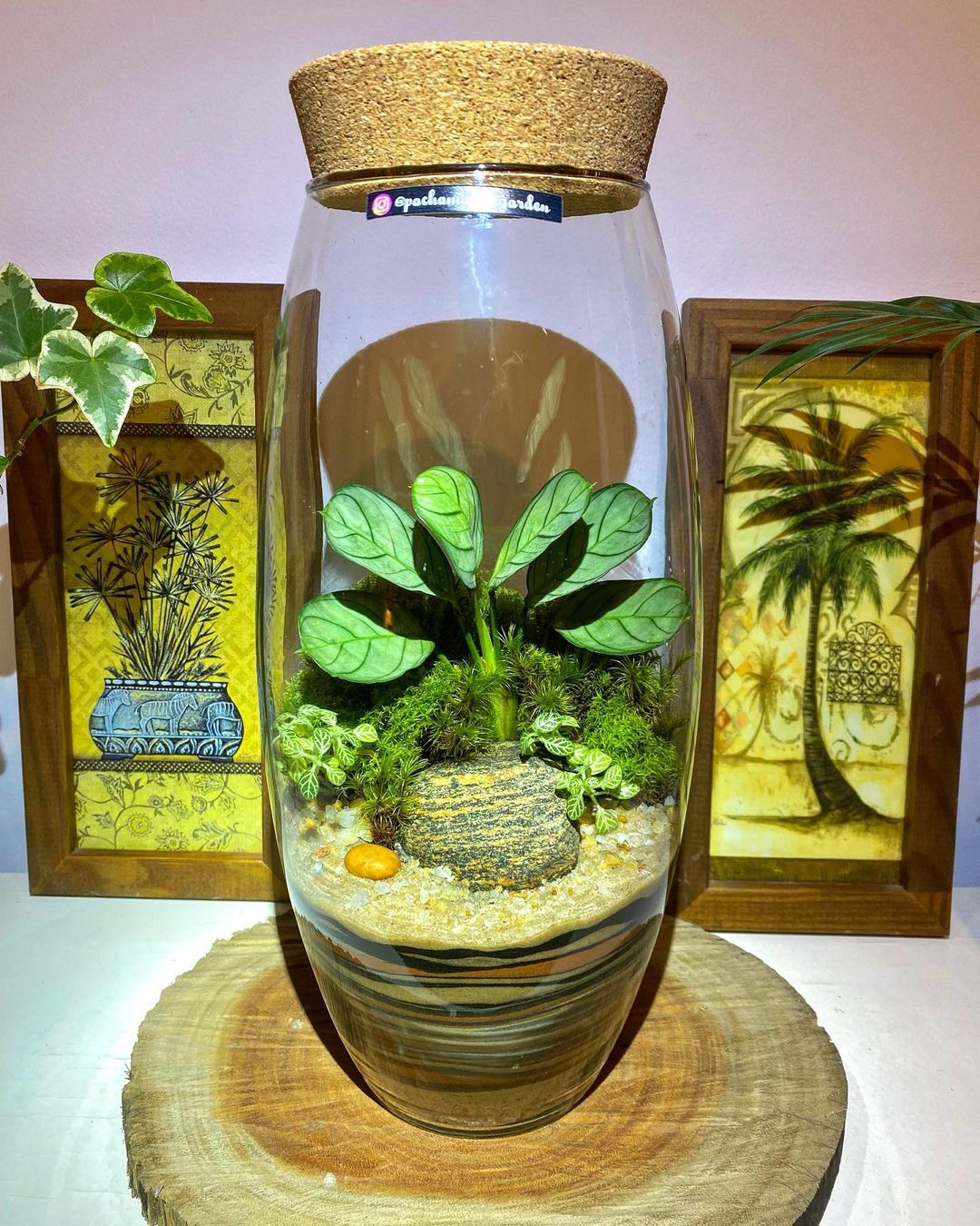 Top 5 FAQ And Answers For Terrarium Houseplants