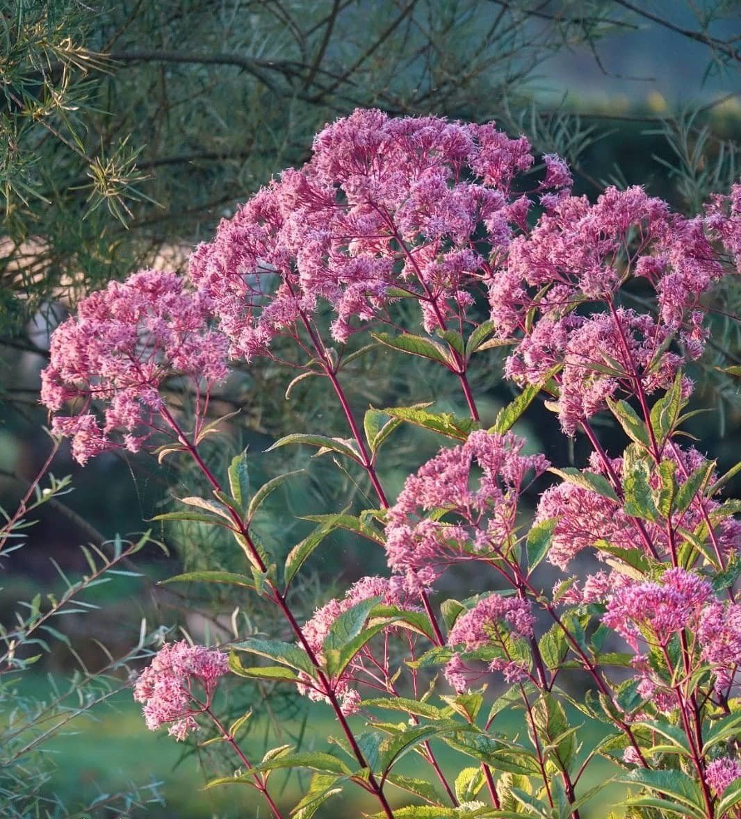 How To Propagate Eupatorium