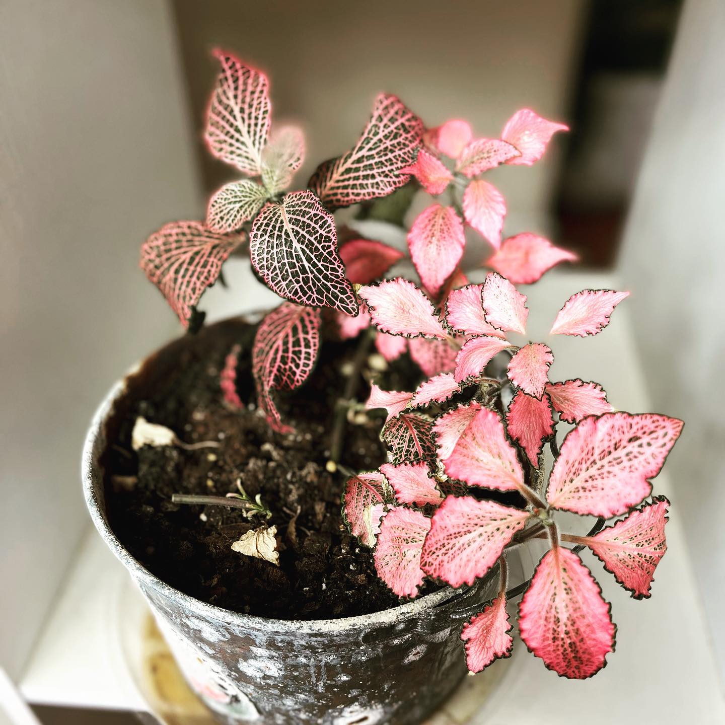 Caring For Your Pink Houseplant