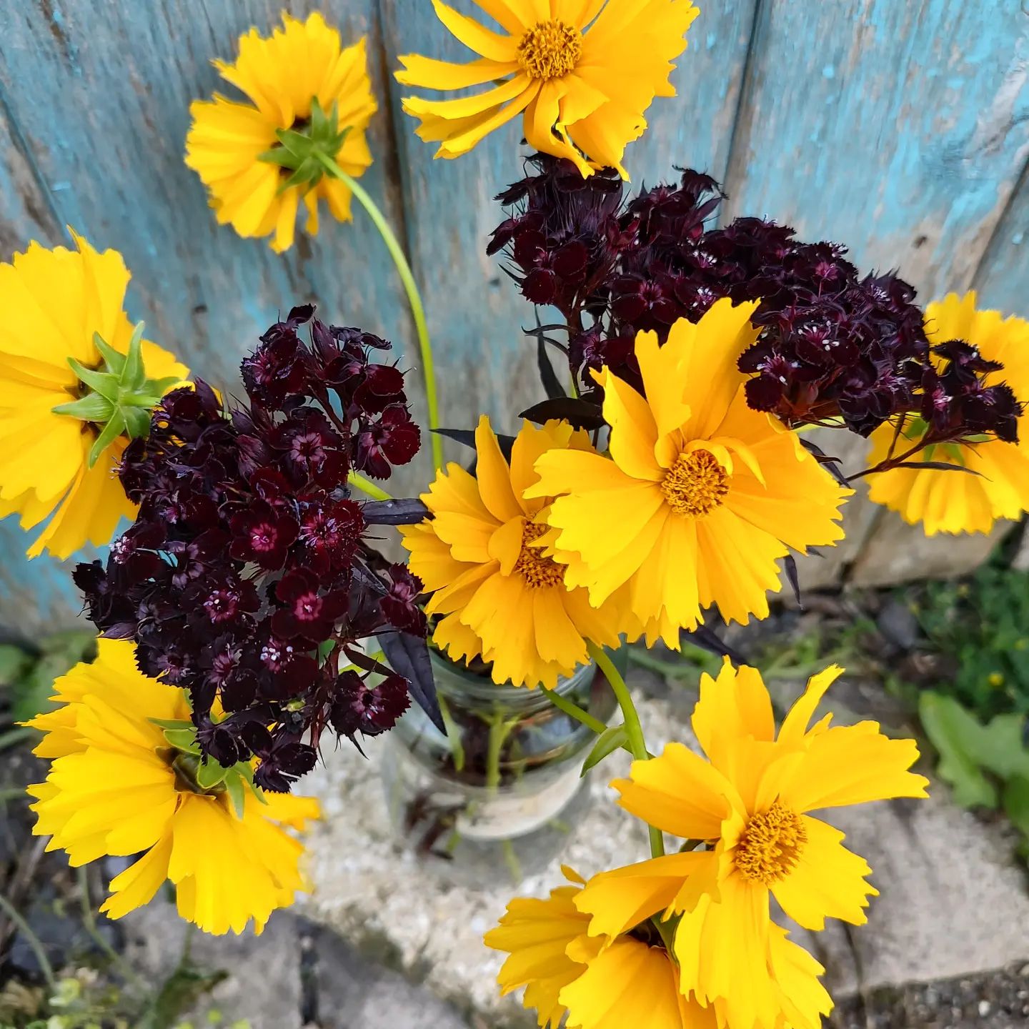 How To Propagate Coreopsis