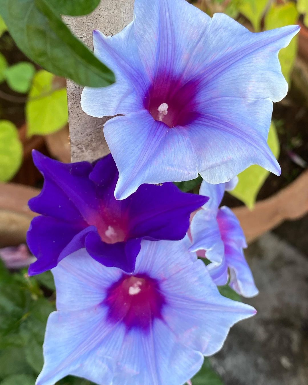 How To Propagate Ipomoea