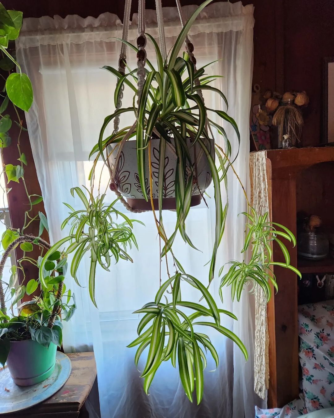 Green up Your Daughter's Room with Adorable Houseplants