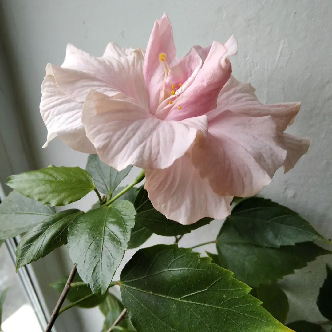 How To Propagate Hibiscus
