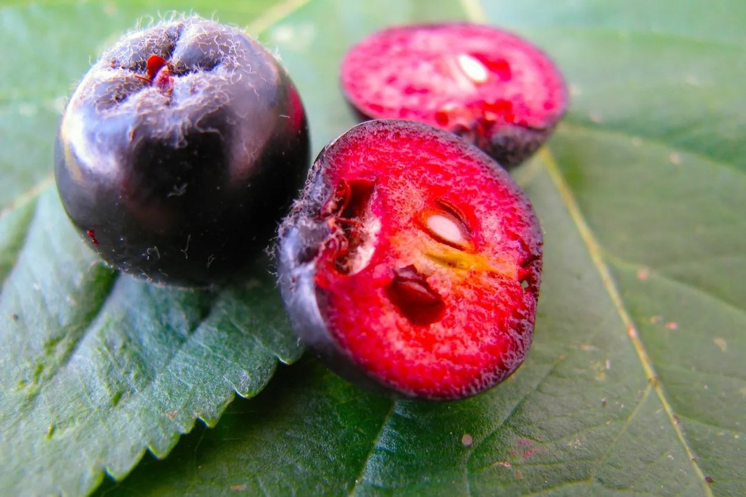 Top 5 FAQ And Answers For Aronia