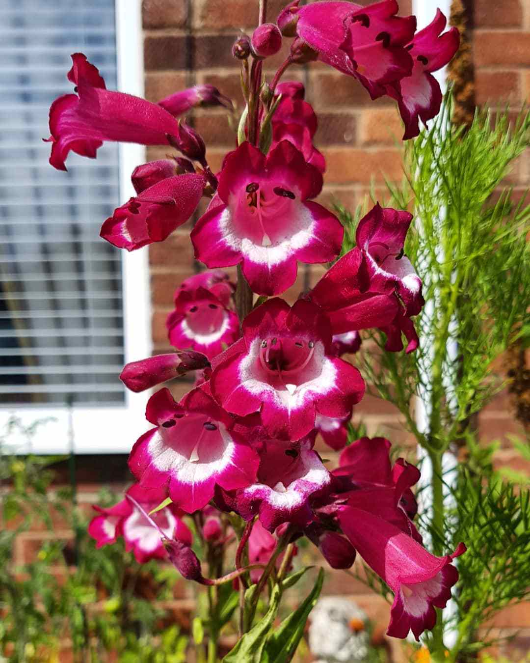 Top 5 FAQ And Answers For Penstemon