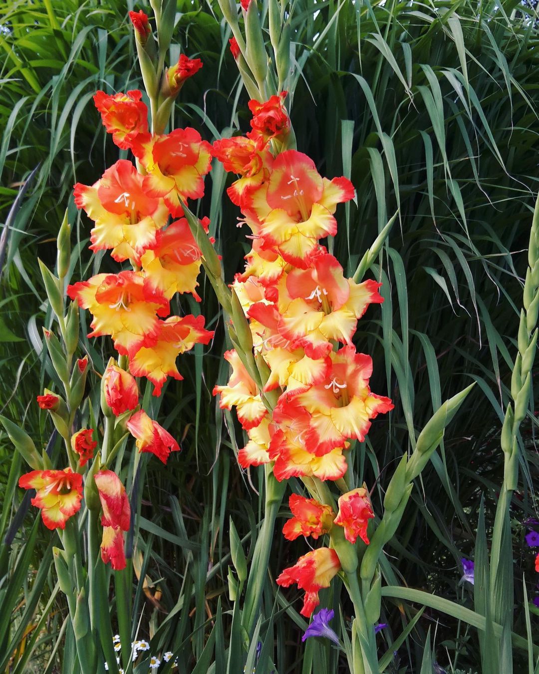 Top 5 FAQ And Answers For Gladiolus