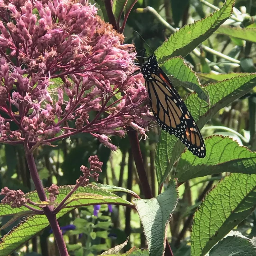Top 5 FAQ And Answers For Eupatorium
