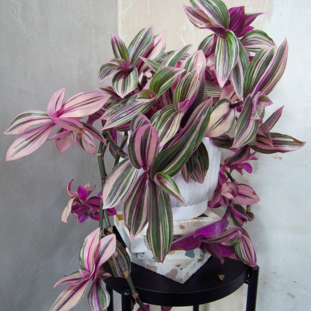 Decorating With Pink Houseplants