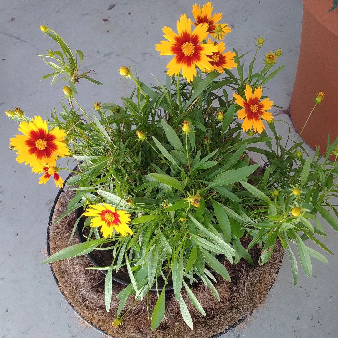 Top 5 FAQ And Answers For Coreopsis