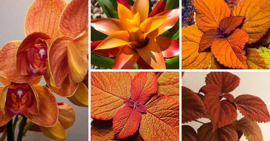 Revitalize Your Garden With Vibrant Orange Houseplants!