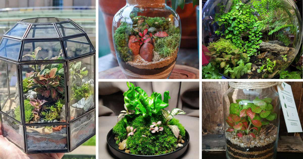 DIY Terrariums: Learn How To Create Your Own Indoor Garden