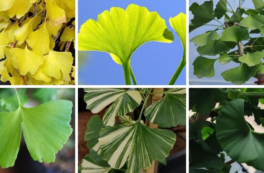 Ginkgo Pictorial Guide