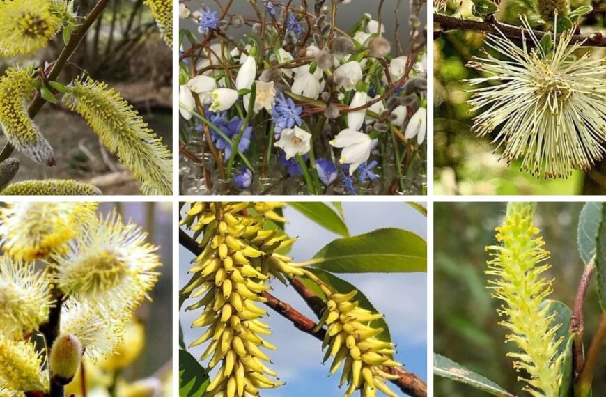 20 Popular Types Of Salix Pictorial Guide