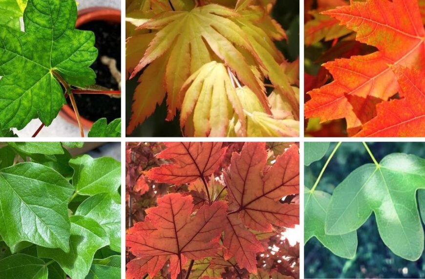 30 Popular Types Of Acer Pictorial Guide
