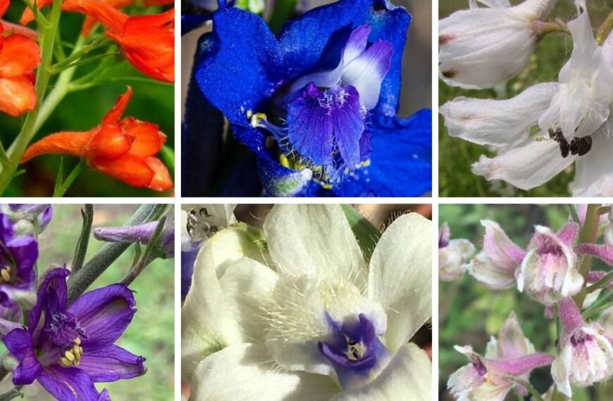 30 Popular Types Of Delphinium Pictorial Guide