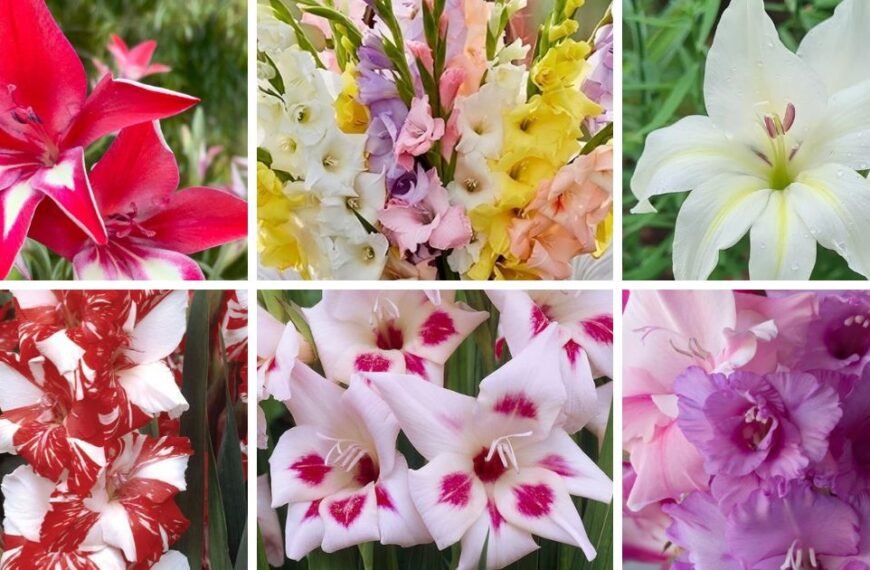 30 Popular Types Of Gladiolus Pictorial Guide