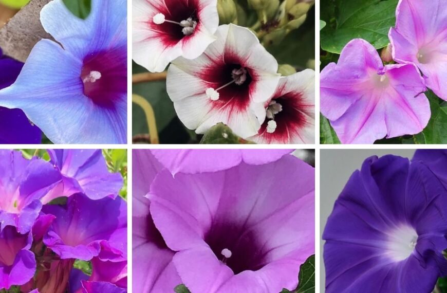 30 Popular Types Of Ipomoea Pictorial Guide