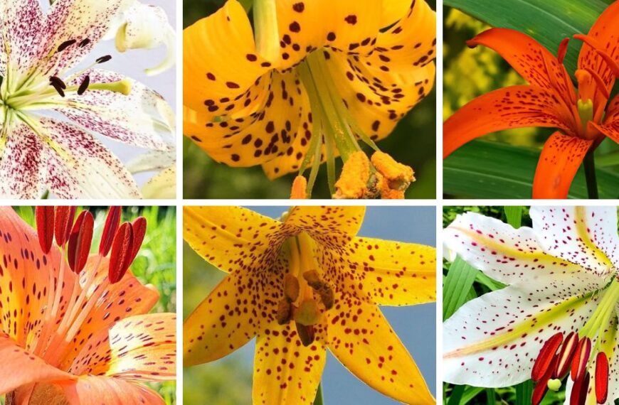 30 Popular Types Of Lilium Pictorial Guide