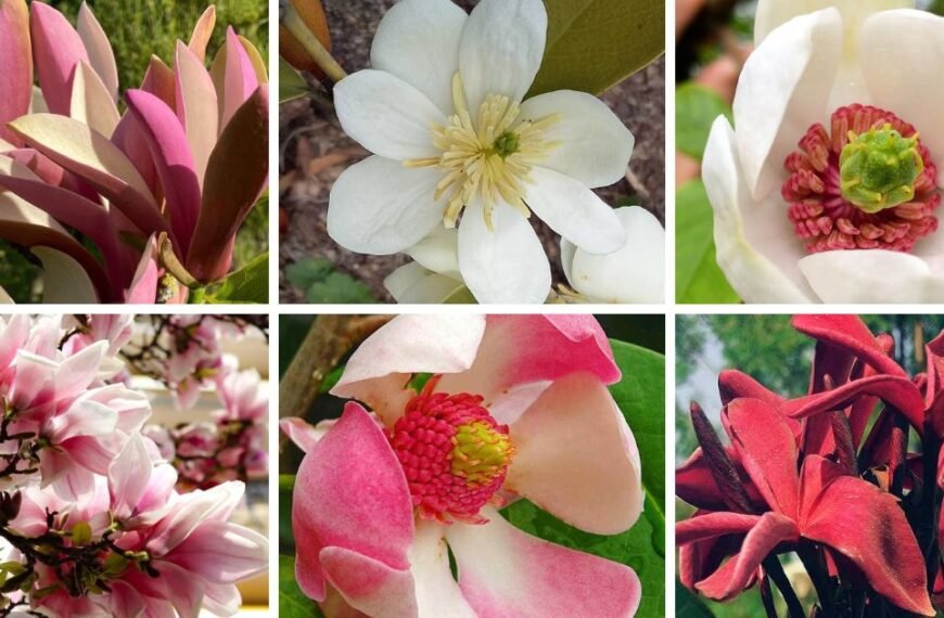 30 Popular Types Of Magnolia Pictorial Guide