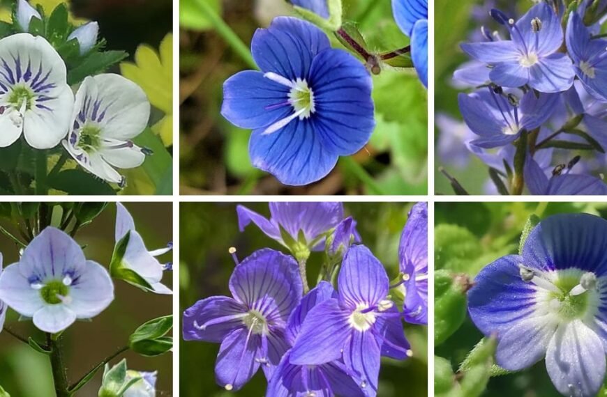 30 Popular Types Of Veronica Pictorial Guide