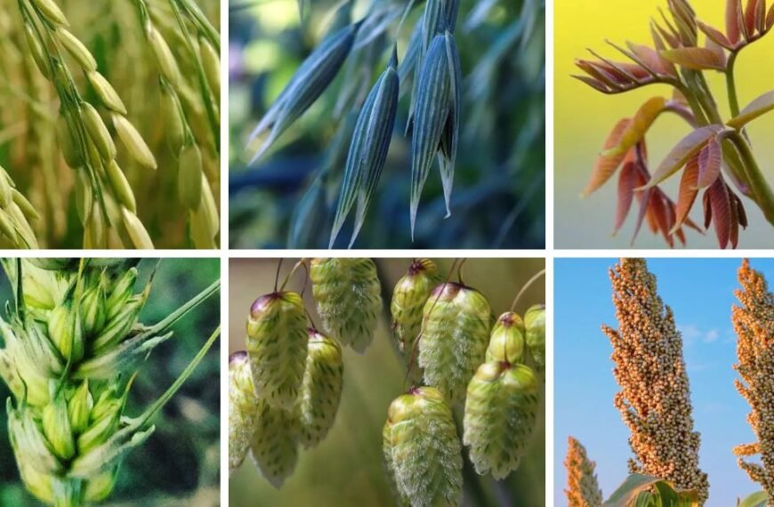 40 Popular Types Of Poaceae Pictorial Guide