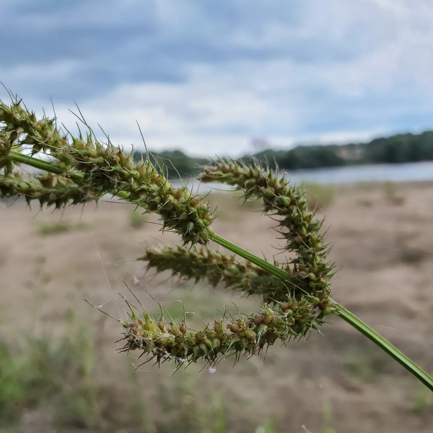 Echinochloa Crus-Galli (Barnyard Grass)