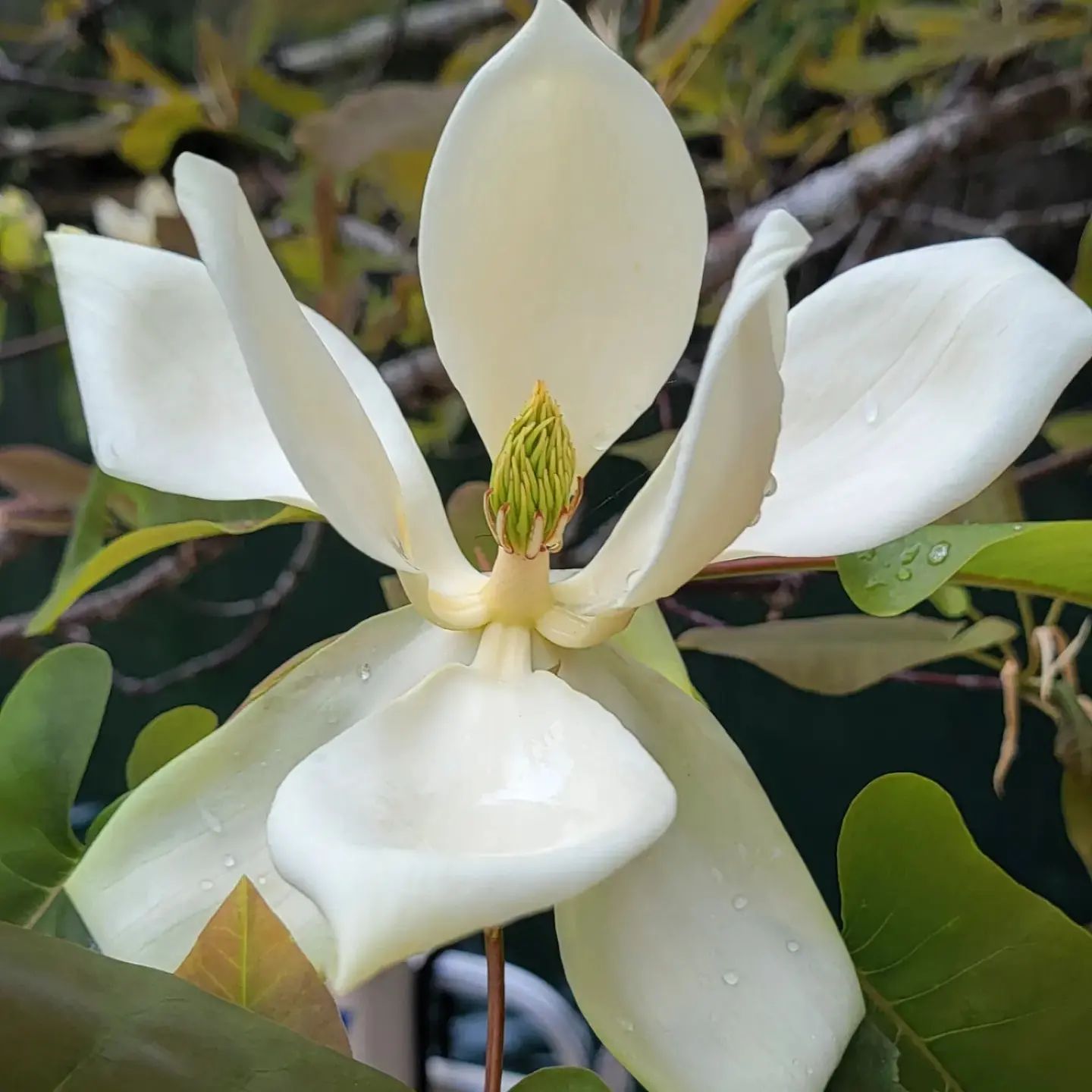 Magnolia Fraseri (Fraser Magnolia)