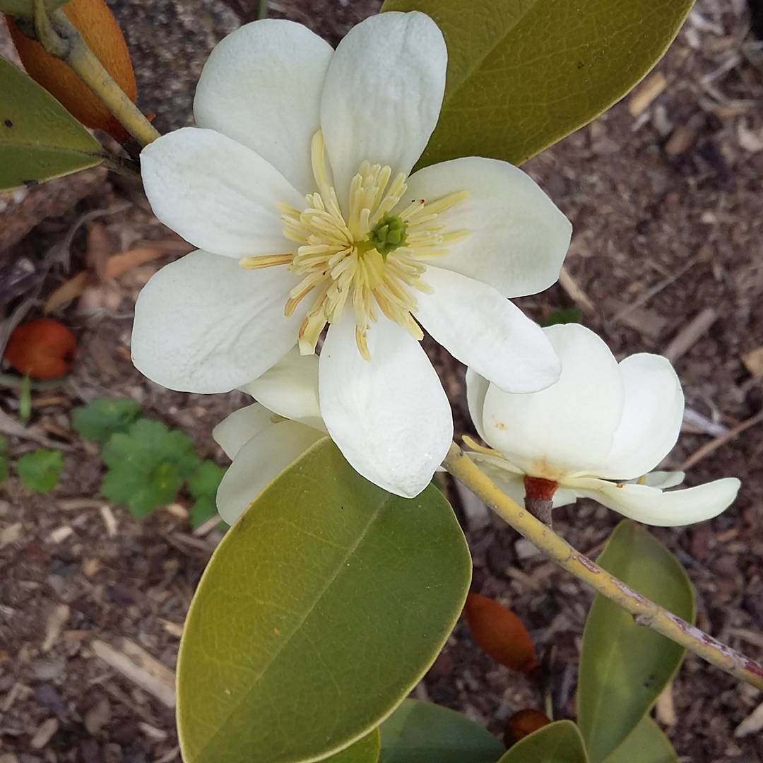 Magnolia Yunnanensis (Yunnan Magnolia)