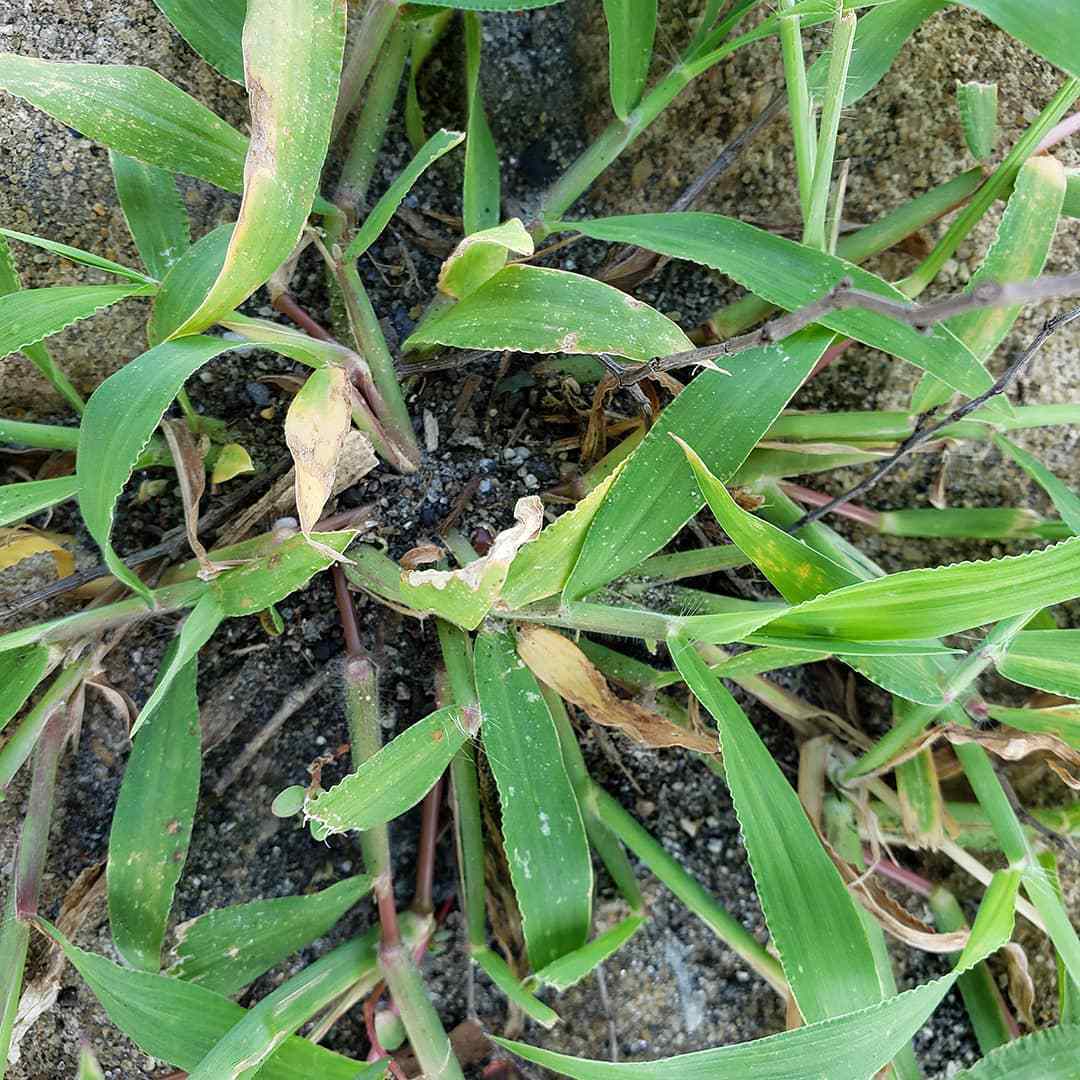 Digitaria Sanguinalis (Crabgrass)