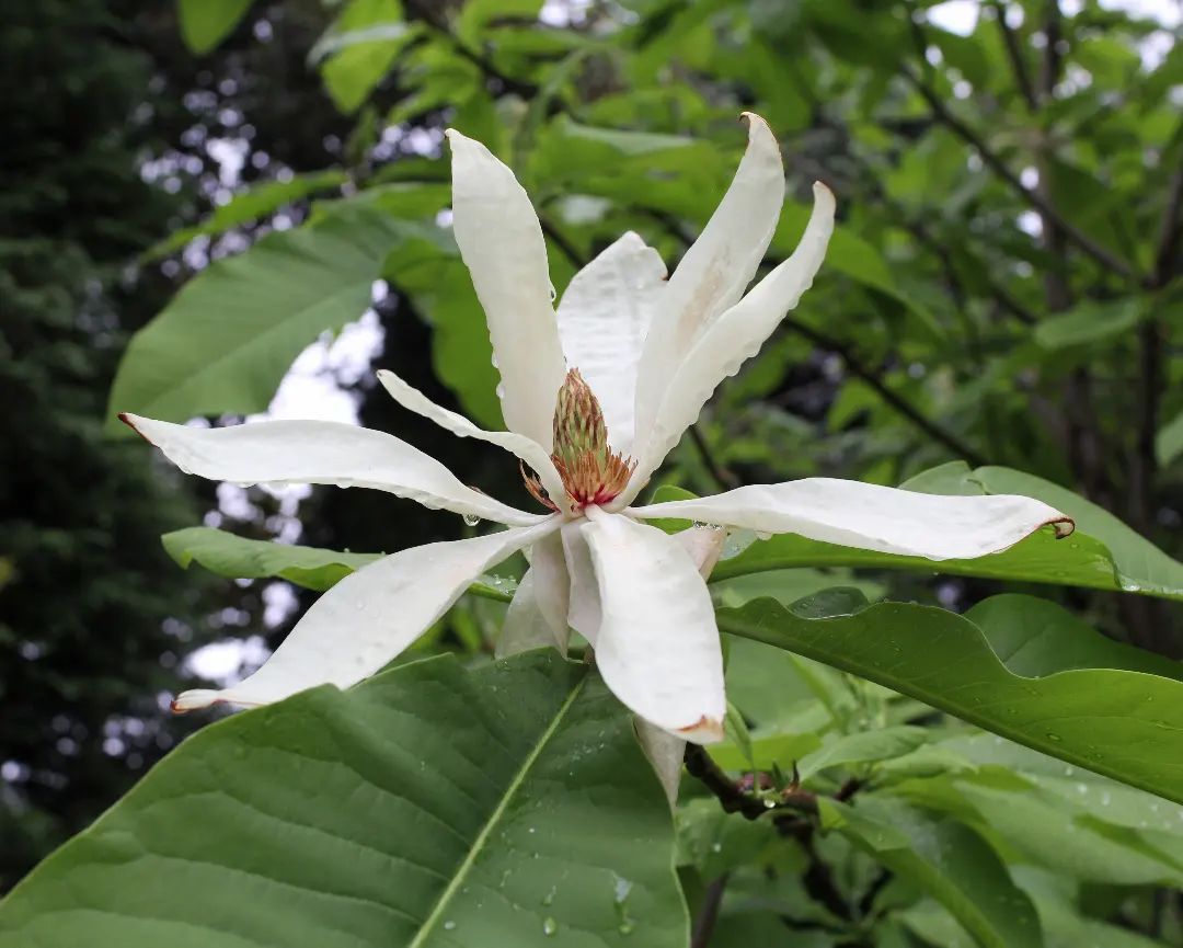 Magnolia Tripetala (Umbrella Magnolia)