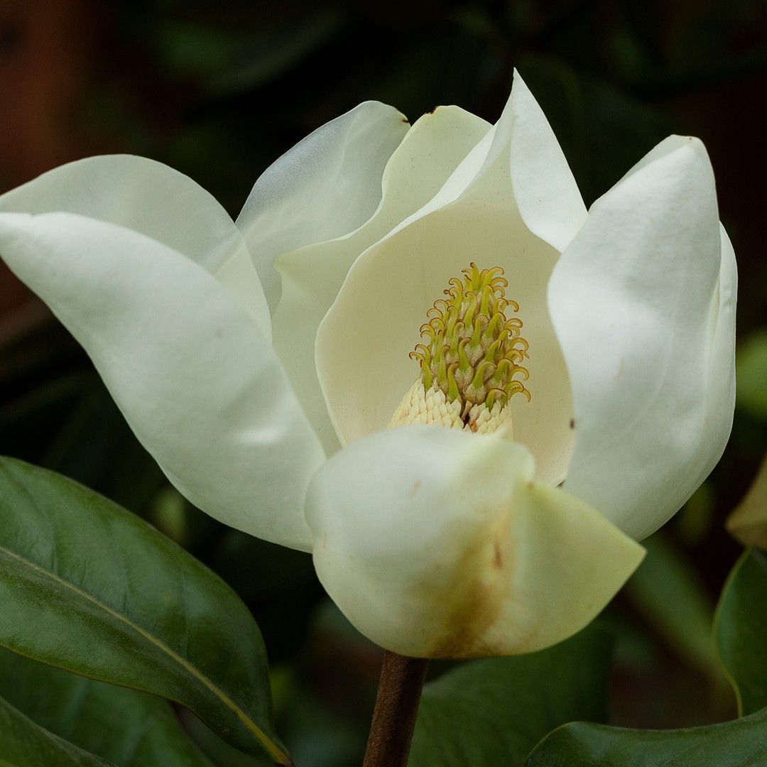 Magnolia Mexicana (Mexican Magnolia)