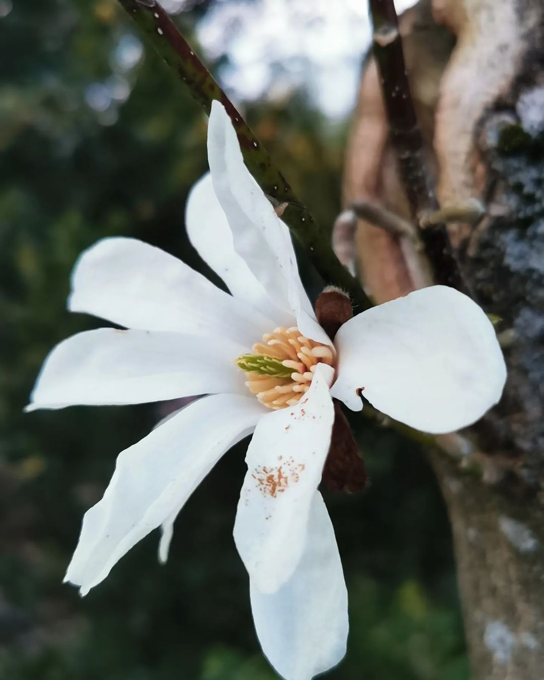 Magnolia Salicifolia (Anise Magnolia)