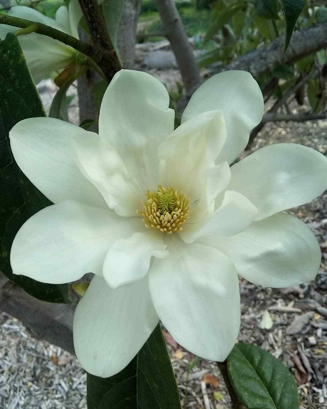 Magnolia Doltsopa (Sweet-Scented Magnolia)