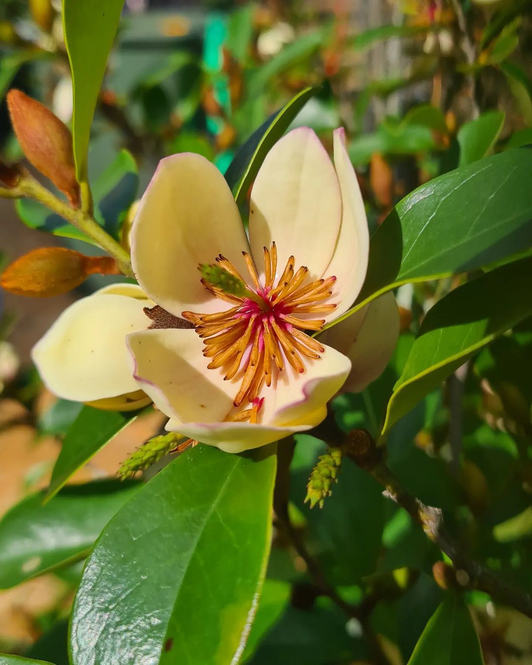 Magnolia Figo (Banana Shrub)