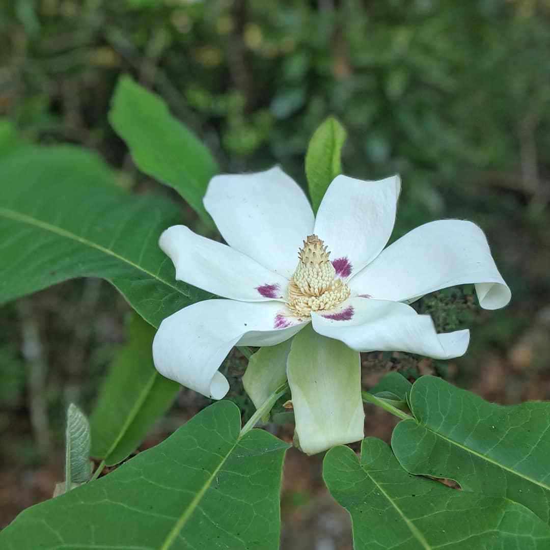 Magnolia Macrophylla (Bigleaf Magnolia)