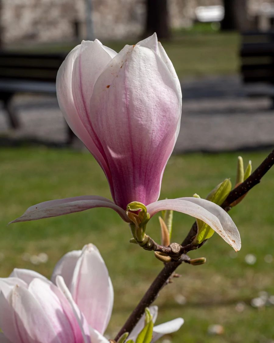 Magnolia x Soulangeana (Saucer Magnolia)