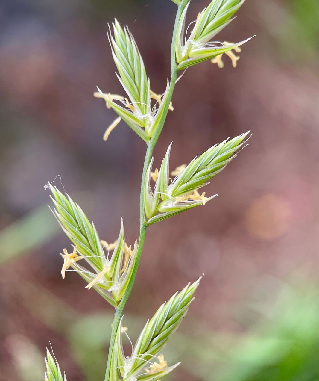 Lolium Perenne (Perennial Ryegrass)