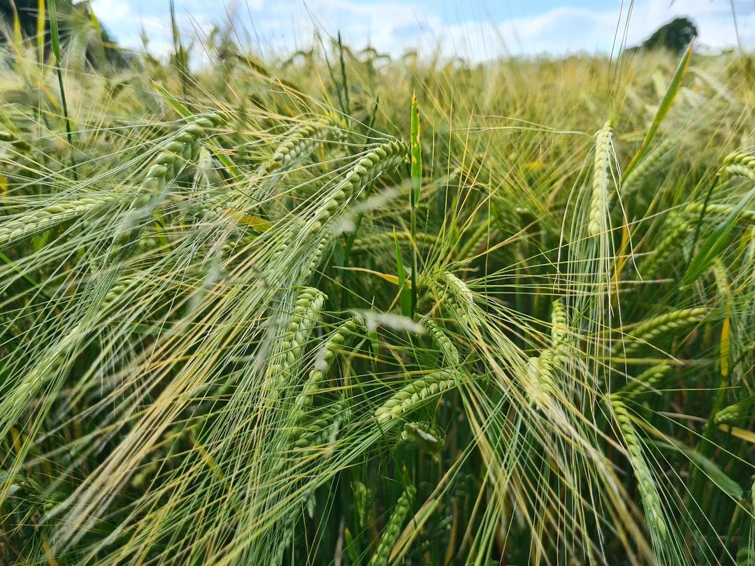 Hordeum Vulgare (Barley)
