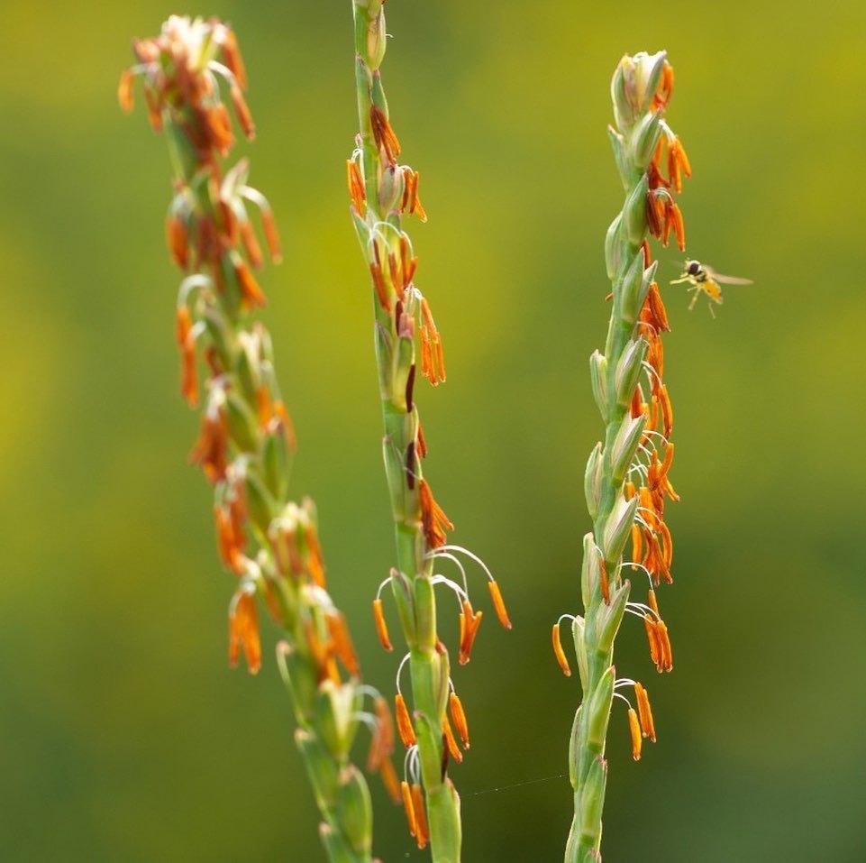Tripsacum Dactyloides (Eastern Gamagrass)