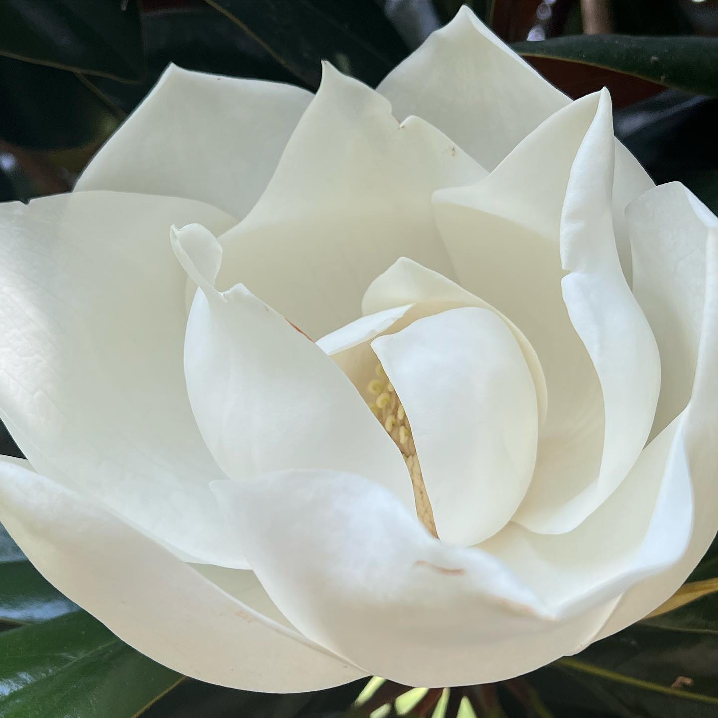Magnolia Dealbata (Silverbell Magnolia)